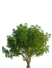 Obraz premium Cupaniopsis anacardioides tree, front view, cutout, transparent background, isolate, Lush green tree with dense foliage against a transparent background.