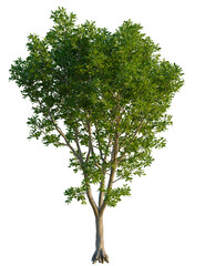 Obraz premium Cupaniopsis anacardioides tree, front view, cutout, transparent background, isolate, A lush green tree with dense foliage and a slender trunk.