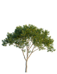 Obraz premium Libidibia ferrea tree, front view, cutout, transparent background, isolate, Isolated tree with green foliage and yellow flowers on a white background.