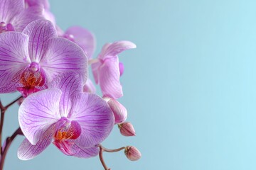 Naklejka premium Delicate Purple Orchid Petals Against Dreamy Blue Backdrop