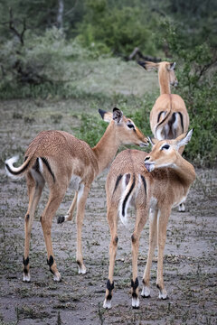 A herd of wild impala antelopes, rooibok, in the savannah in the Serengeti National Park, Tanzania, Africa, gazelle
