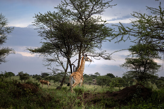Wild majestic tall baby Maasai Giraffe in the savannah in the Serengeti National Park, Tanzania, Africa