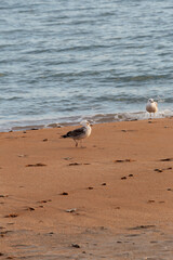 Lone Seagull Observing Horizon From Sandy Shore With Gentle Waves And Footprints In Morning