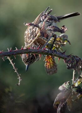 pajaro peque&ntilde;o  sobre una rama con puas