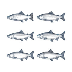 Hand Drawn Vintage Engraving Sketch of Salmon and Trout Fish