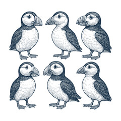 Flying Seabird Hand-Drawn Illustration Collection