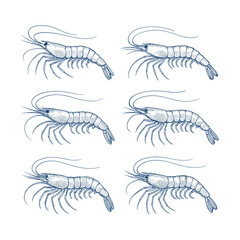 Hand-Drawn Shrimp Collection in Blue