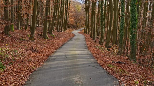 Schmaler Pfad durch einen herbstlichen Wald mit Laub bedeckt, Lindenfels, Landkreis Bergstrasse, Odenwald, Hessen, Deutschland, Europa