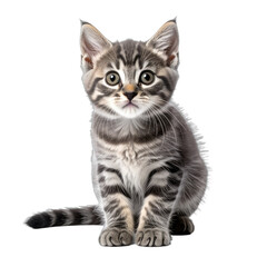 Obraz premium A captivating portrait of a wide-eyed tabby kitten against a stark black background.