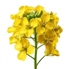 Obraz premium Close View of Yellow Flowers Growing on a Green Plant in a Simple Arrangement