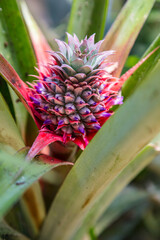 Pineaple Growing Wild in a Rainforest, Vietnam