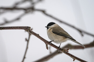 Marsh tit bird on a twig in winter.
