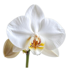 A striking close-up of a pure white Phalaenopsis orchid in full bloom against a solid black background.