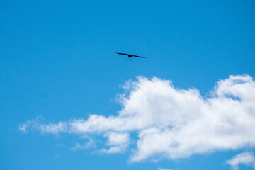 Fototapeta premium Eagle flying high in the sky