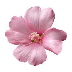 Naklejka premium Pink Flower With Layered Petals and Green Center in Detail on a Plain Background