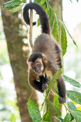 Tufted Capuchin Monkey
