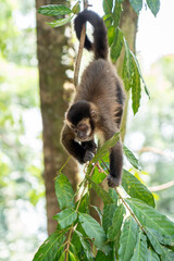 Tufted Capuchin Monkey