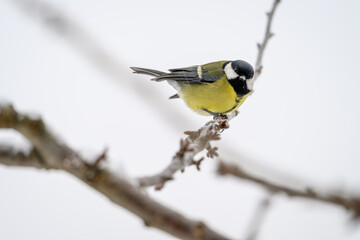 Obraz premium Great tit bird on a twig outside in winter. 