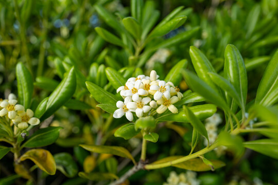 トベラの花と葉