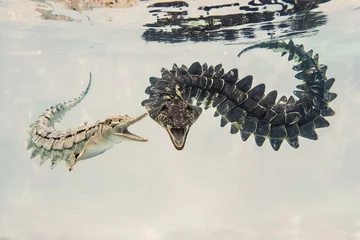 Sierkussen Dinosaurus Centierpentosaurus imaginary prehistoruc marine reptile  © danyjake