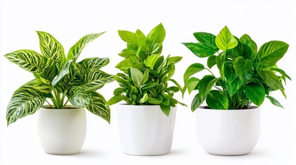 Three Potted Plants Aglaonema Peperomia and Pothos in White Ceramic Pots on White Background.
