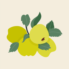 Set of hand drawn green apples with leaves and branches. Vector illustration, flat design