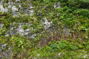 Fototapeta premium Vertical jungle rock wall covered in moss and ferns, Flores Island, Azores