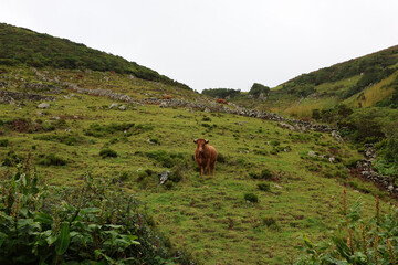 Fototapeta premium Green valley landscape with grazing cattle in distance, Flores Island, Azores