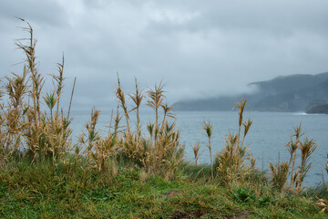 Dry coastal plants with misty ocean and cliffs in background, Flores Island, Azores