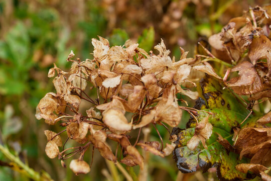Brown hydrangea flowers in late season, Flores Island, Azores