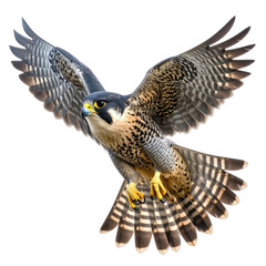 A detailed image of a Peregrine Falcon in flight against a black background.