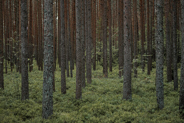 forest in the morning