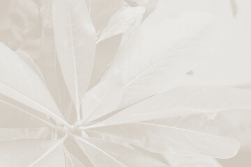Cloud dancer color leaf texture, nature monochrome background. Color of the year 2026
