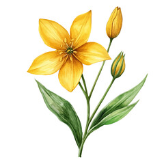 Fototapeta premium Shooting Star Flower, playful watercolor vector depicting lively antics and expressive gestures, isolated on a white background.