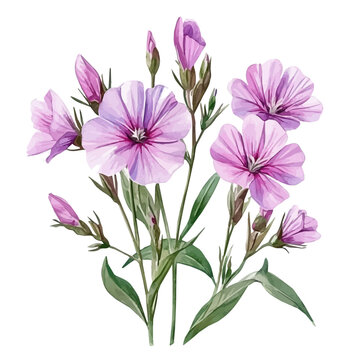 Silene Flower, elegant watercolor illustration luminous highlights, isolated on a white background.