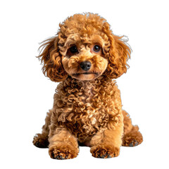 A portrait of a small, curly-haired apricot poodle puppy sitting against a black background.
