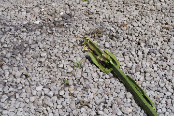 Long green cactus stem lying diagonally on gray gravel