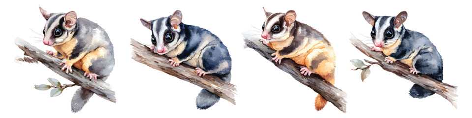 Obraz premium Baby sugar glider sitting on branches watercolor set isolated on transparent background