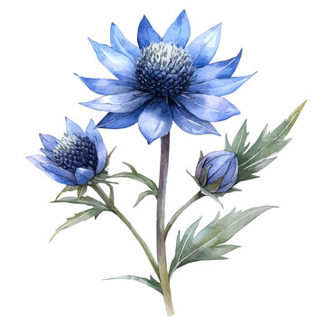 Sea Holly Flower, charming watercolor clipart, isolated on a white background.