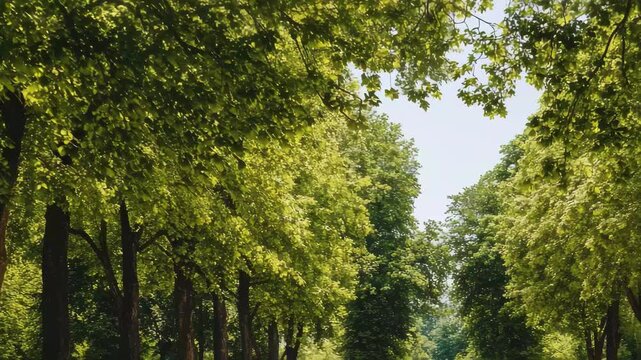 Memorial site featuring rows of gravestones surrounded by lush trees in a serene setting