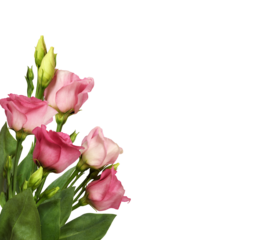 Pink eustoma flowers in a corner floral arrangement isolated on white or transparent background