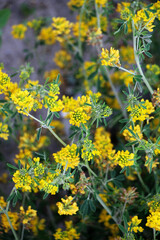 Blossoms of sickle-shaped alfalfa (Medicago falcata)