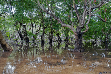 early morning in the mangroves