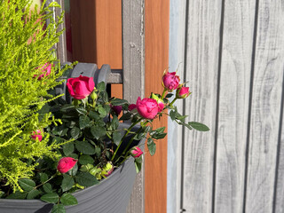 Fototapety na wymiar - Fototapeta24.pl