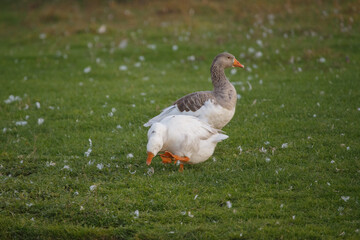 Geese grazing together on green grass field
