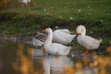 Geese standing in pond water and on bank