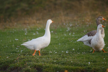 Geese walking on green grass with feathers