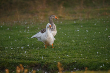 Two geese walking on green grass with feathers