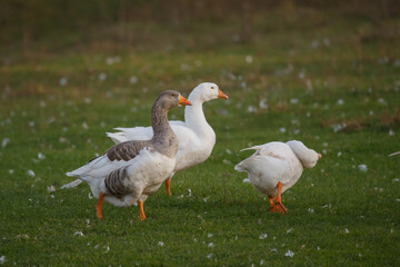 Geese walking on green grass in sunlight