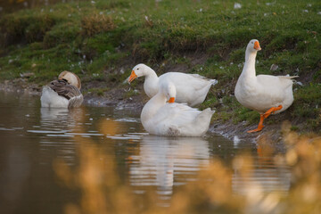 Obraz premium Domestic geese resting by calm water edge